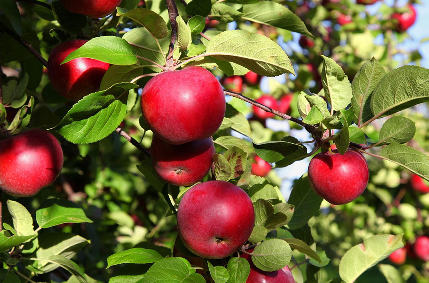 Äpfel vom Wiedmairhof