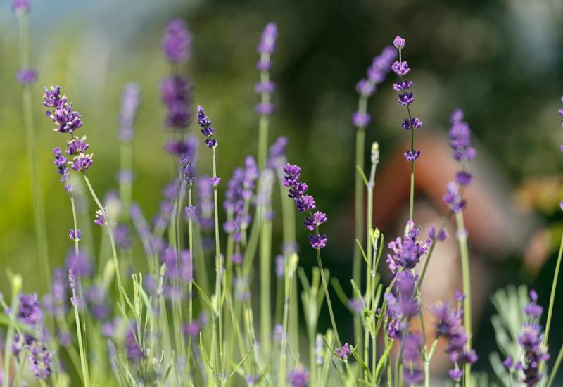 Kräutergarten mit Lavendel